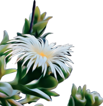 MS Analytical Services — Sceletium flower