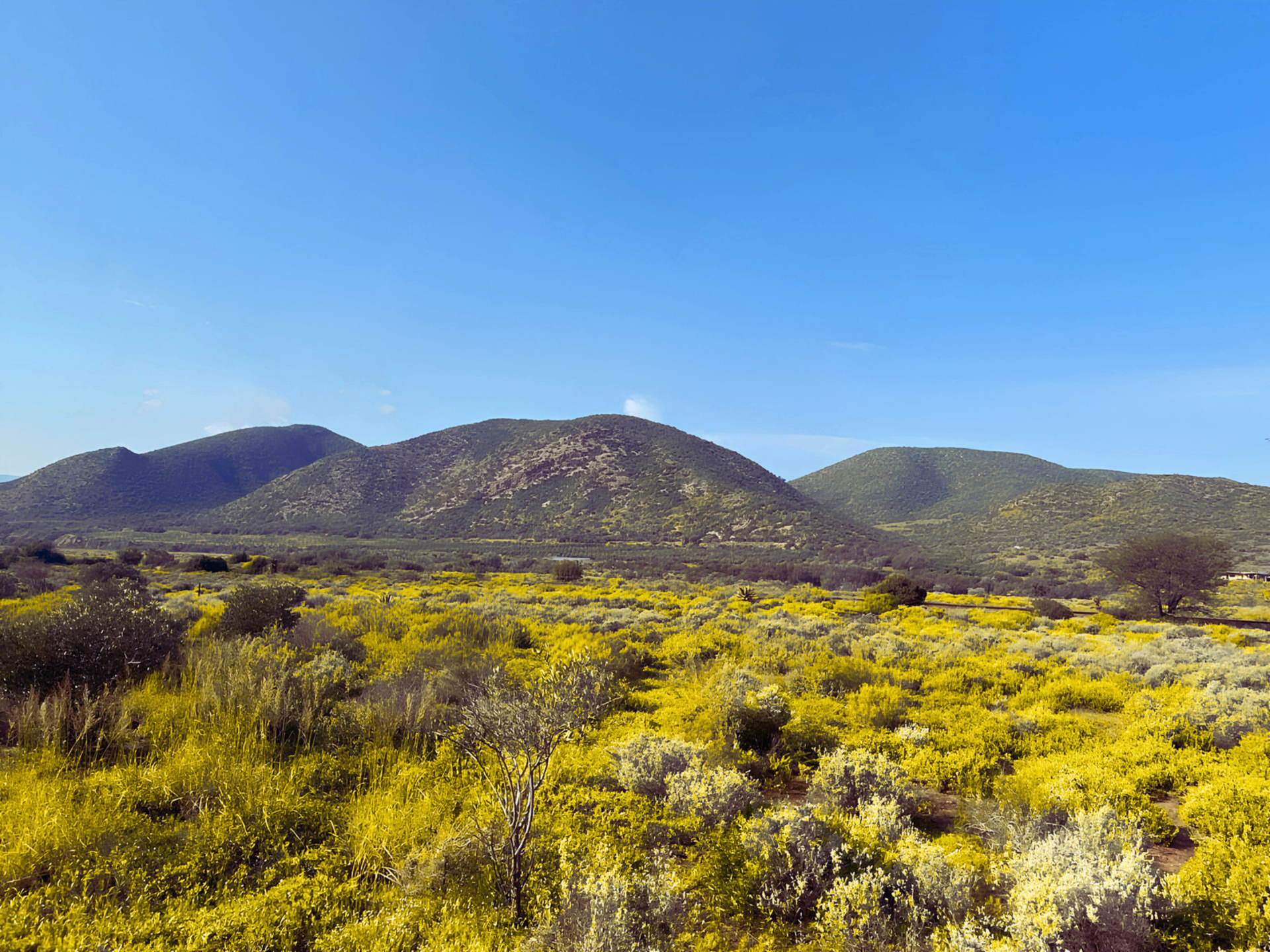 Klein Karoo landscape near De Rust — aloes, veld and mountains
